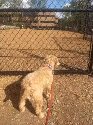 Jill Schwertfeger Memorial Dog Park (Oakland Dog Park) - Oakland, NJ