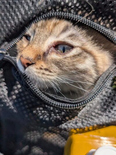 Pine Knoll Park - Oakland, CA