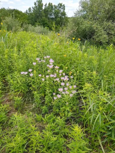 Marsh View Park West Entry - Oakland Township, MI
