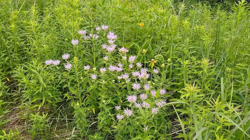 Marsh View Park West Entry - Oakland Township, MI
