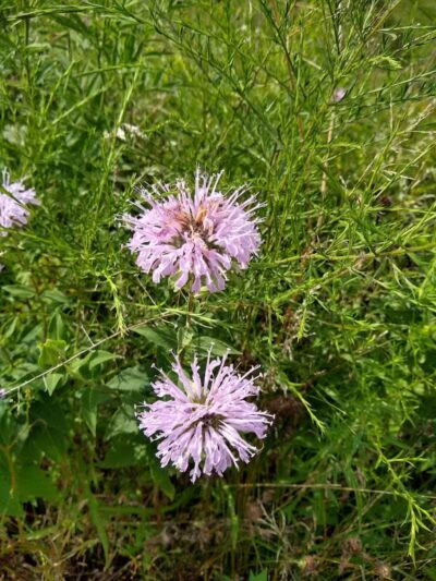 Marsh View Park West Entry - Oakland Township, MI