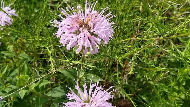 Marsh View Park West Entry - Oakland Township, MI
