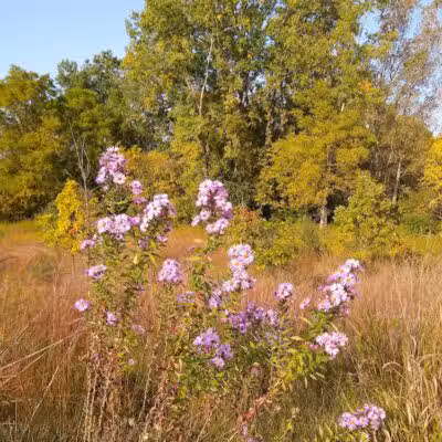 Marsh View Park West Entry - Oakland Township, MI
