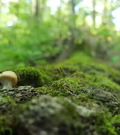 O'Connor Nature Park - Oakland Township, MI