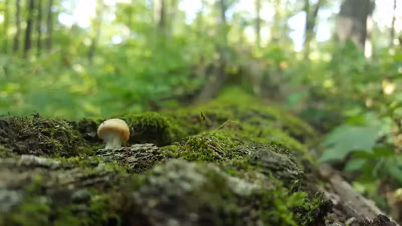 O'Connor Nature Park - Oakland Township, MI