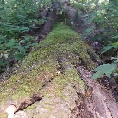 O'Connor Nature Park - Oakland Township, MI