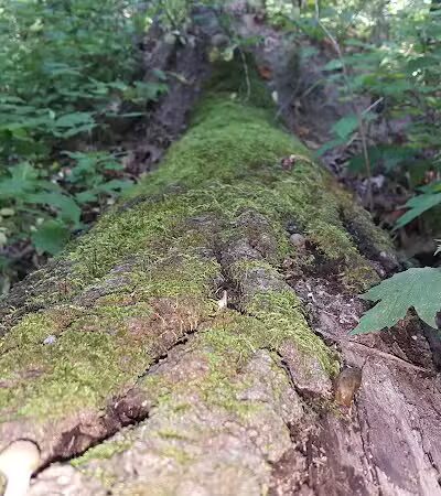 O'Connor Nature Park - Oakland Township, MI