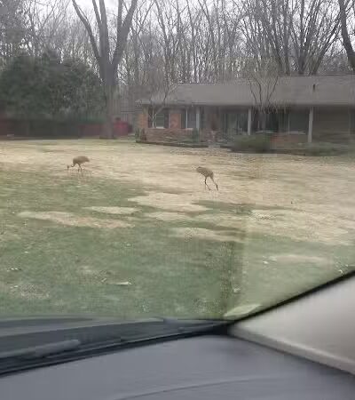 O'Connor Nature Park - Oakland Township, MI