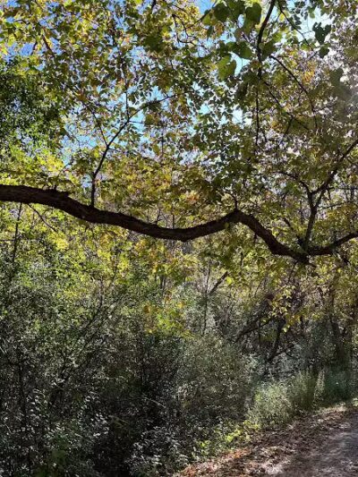 Paint Creek Junction Park - Oakland Township, MI