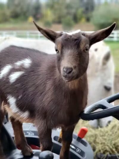 Three Moons Farm - Oakland Township, MI