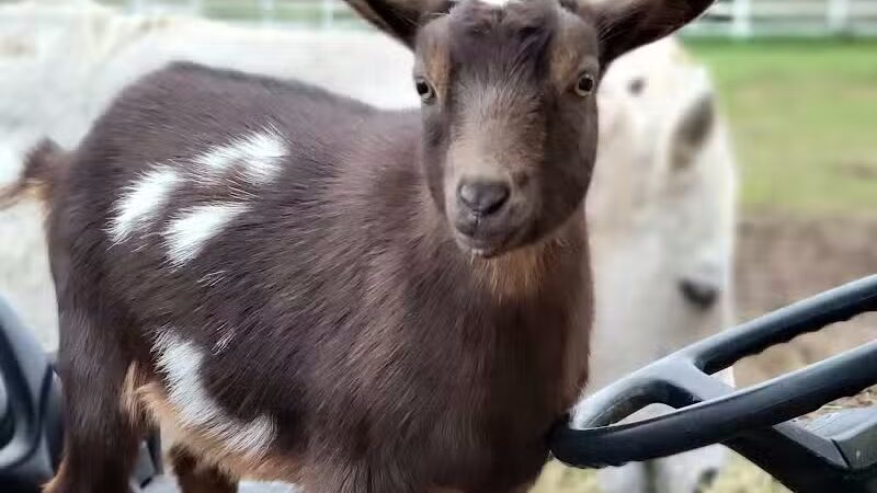 Three Moons Farm - Oakland Township, MI