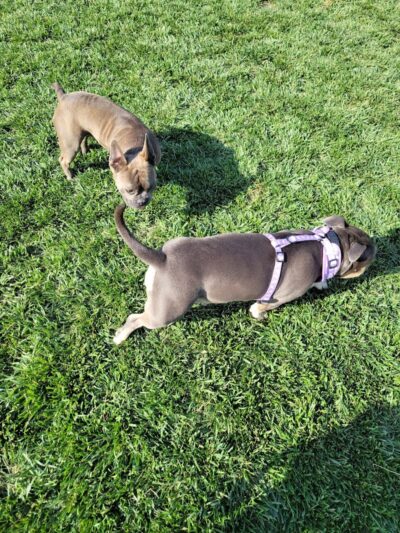 Koda Dog Park - Oakley, CA