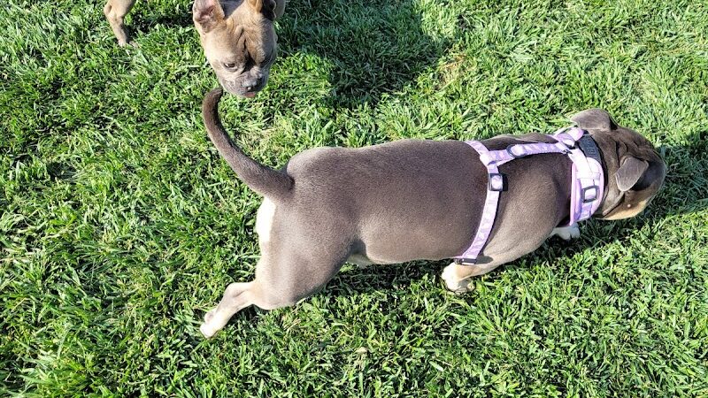 Koda Dog Park - Oakley, CA