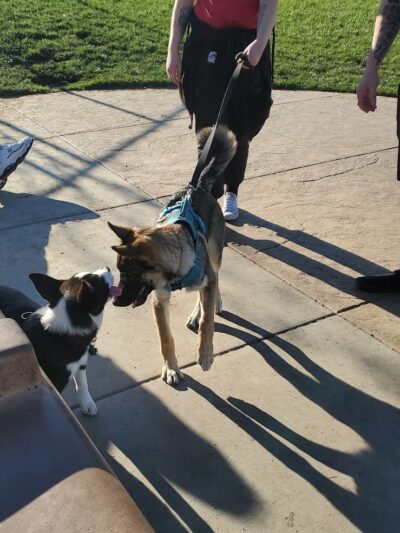 Koda Dog Park - Oakley, CA