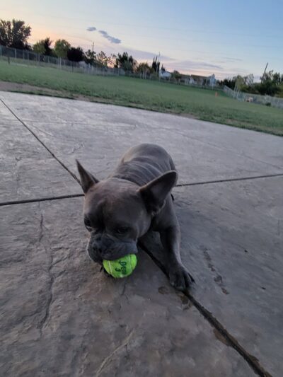 Koda Dog Park - Oakley, CA