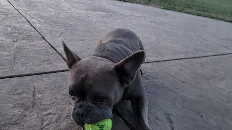 Koda Dog Park - Oakley, CA