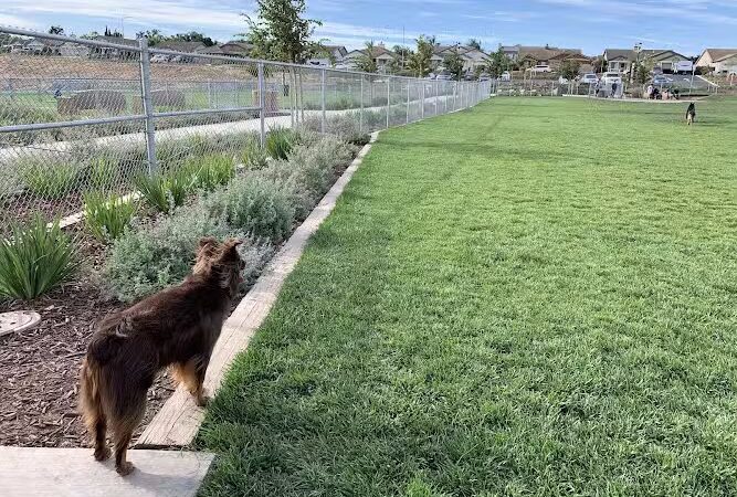 Koda Dog Park - Oakley, CA