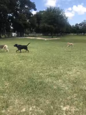 Letty Towles Dog Park - Ocala, FL
