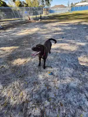Marion Oaks Dog Park - Ocala, FL