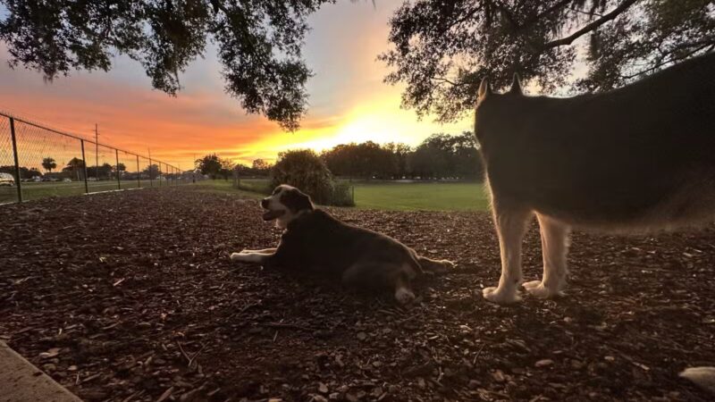 Letty Towles Dog Park - Ocala, FL