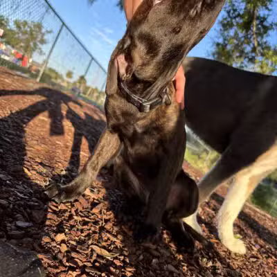 Letty Towles Dog Park - Ocala, FL