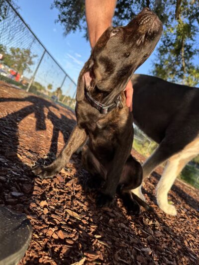 Letty Towles Dog Park - Ocala, FL