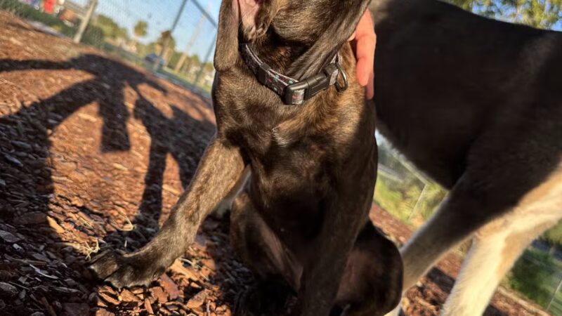 Letty Towles Dog Park - Ocala, FL
