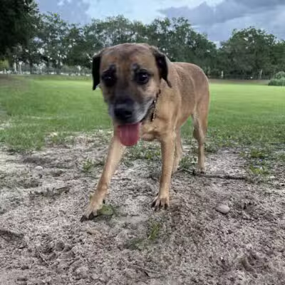 Letty Towles Dog Park - Ocala, FL