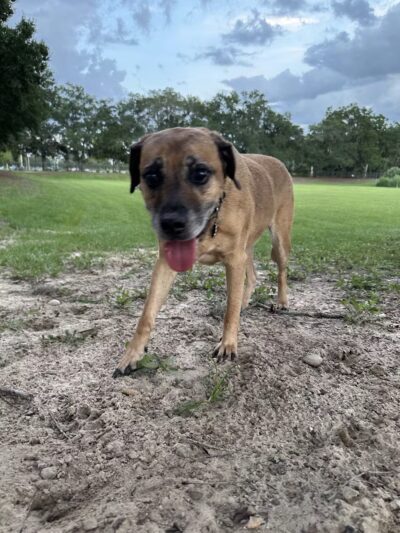 Letty Towles Dog Park - Ocala, FL