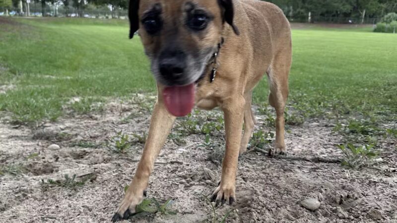 Letty Towles Dog Park - Ocala, FL