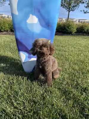 Dapper Dog Spa - Ocean Grove, NJ