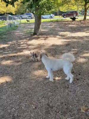 Ocean Pines Dog Park - Ocean Pines, MD