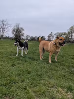 Wolf Hill Off-Leash Dog Park - Oceanport, NJ