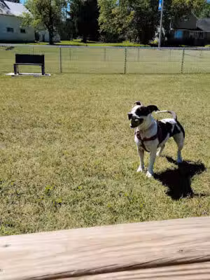 Oconto Falls Dog Park - Oconto Falls, WI