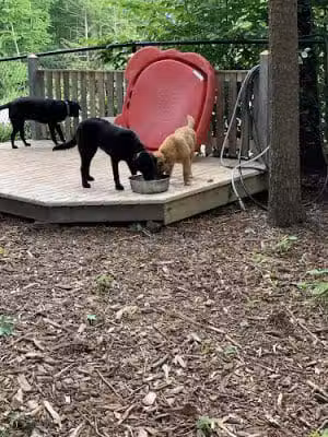Ogunquit Dog Park - Ogunquit, ME