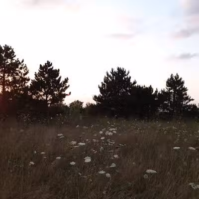 Meridian Township Private Large Dog Park - Okemos, MI