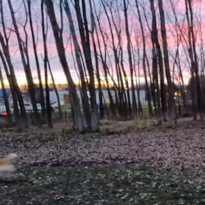 Meridian Township Private Large Dog Park - Okemos, MI