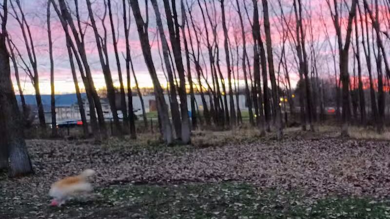 Meridian Township Private Large Dog Park - Okemos, MI