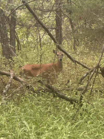 Lake Stanley Draper Mountain Bike Trails - Oklahoma City, OK