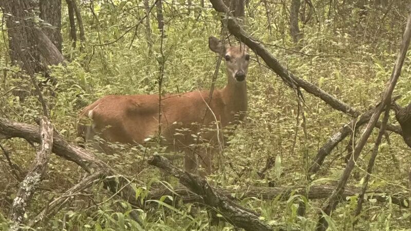 Lake Stanley Draper Mountain Bike Trails - Oklahoma City, OK