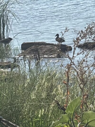 Lakeshore Park - Oklahoma City, OK