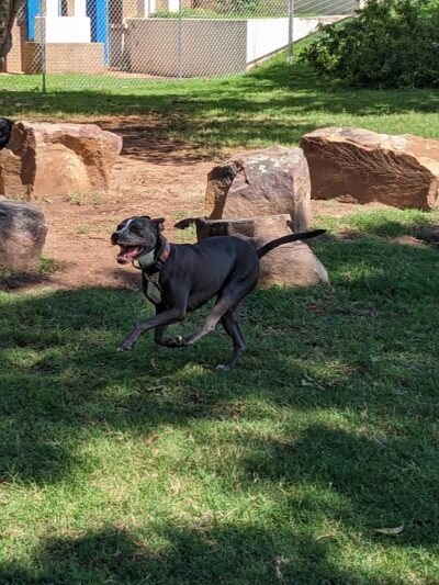 The Dog Park at Saint John's - Oklahoma City, OK
