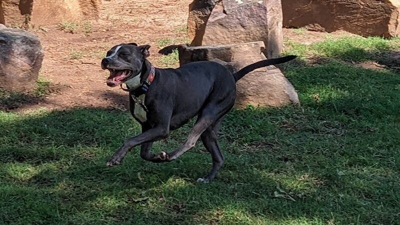The Dog Park at Saint John's - Oklahoma City, OK
