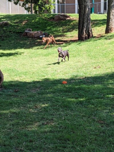 The Dog Park at Saint John's - Oklahoma City, OK