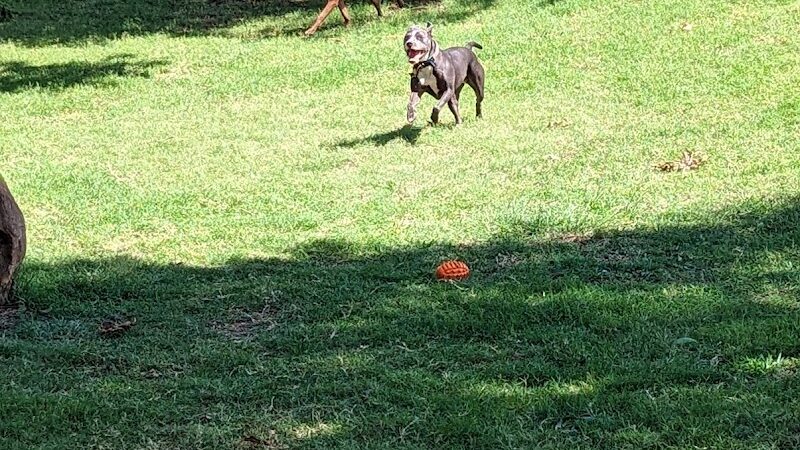 The Dog Park at Saint John's - Oklahoma City, OK
