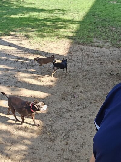 The Dog Park at Saint John's - Oklahoma City, OK