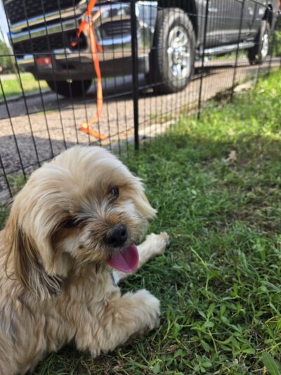 The Dog Park at Saint John's - Oklahoma City, OK