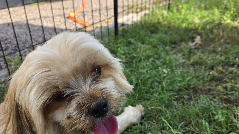 The Dog Park at Saint John's - Oklahoma City, OK