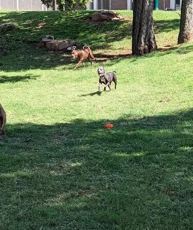 The Dog Park at Saint John's - Oklahoma City, OK