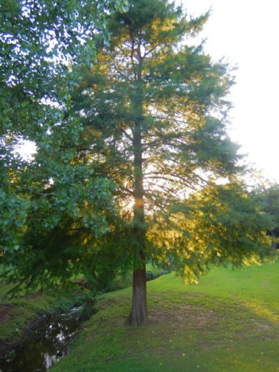 Brookwood Park - Oklahoma City, OK